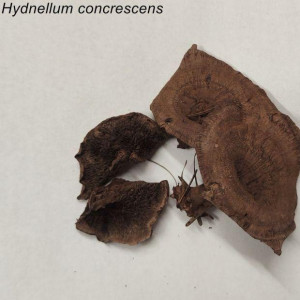 1. hydnellum concrescens.jpg